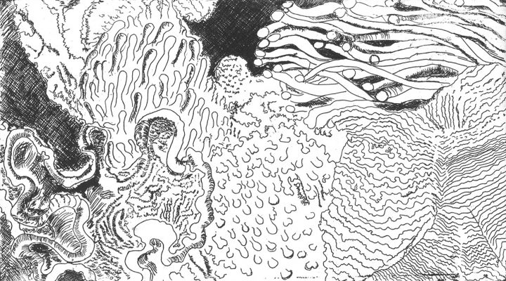 Corals